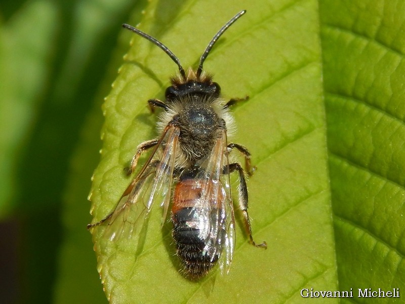 Apidae: cfr. Andrena sp.